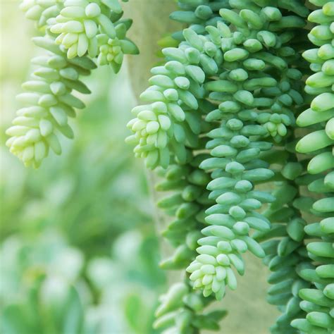 Best trailing plants for hanging baskets: 12 beautiful ideas | Homes