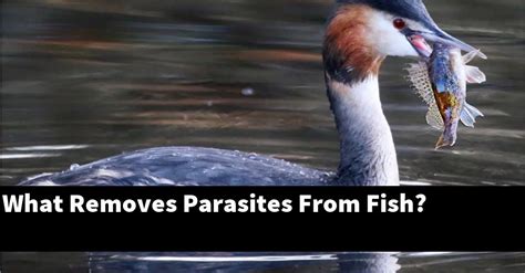 What Removes Parasites From Fish? [2025 Guide] - Gold Koi Fish