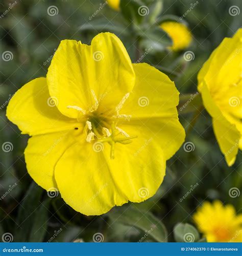 Oenothera Drummondii is Species of Shrub in Family Onagraceae. they ...
