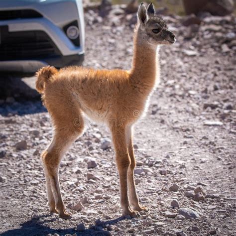 baby guanaco stock image image  diamond nature rodent