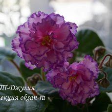 Фиалка ПТ-Джулия