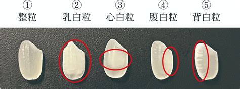 日本お米ばなし vol.6 栽培編「たまに見かける白っぽい米粒ってなに？」 | 自然栽培米・有機栽培米専門店 Natural Farming ...