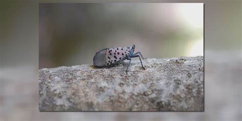 Invasive Species Closer To Calling Kentucky Home