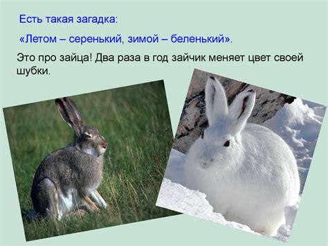 «Заяц – "Длинное ухо".» - презентация онлайн