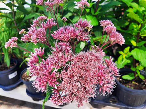 Little Joe Joe-Pye Weed (Eupatorium maculatum ‘Little Joe’) | Piala's