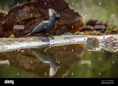Grey Go Away Bird Standing Backlit Along Waterhole With Reflection In