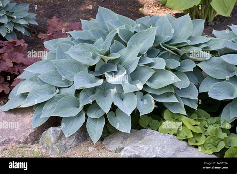 Hosta halcyon hi-res stock photography and images - Alamy