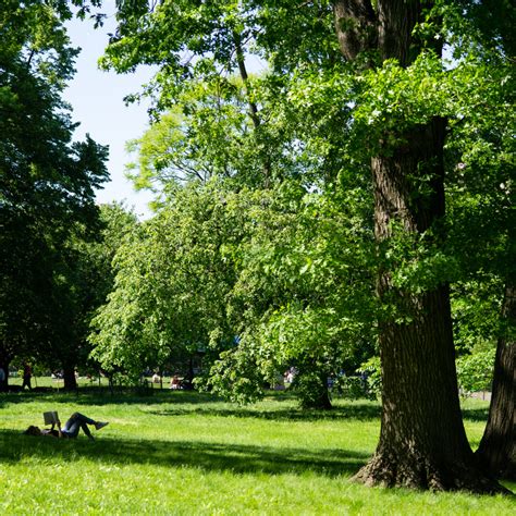 20 Ways to Enjoy Winter in Central Park | Central Park Conservancy