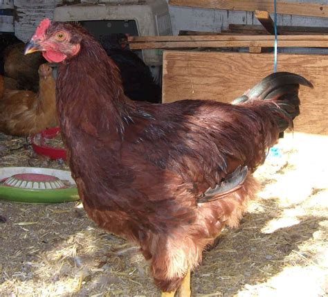 Buckeye Chicken: Eggs, Height, Size and Raising Tips