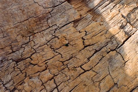 Cottonwood Close Up – Your Life Nature