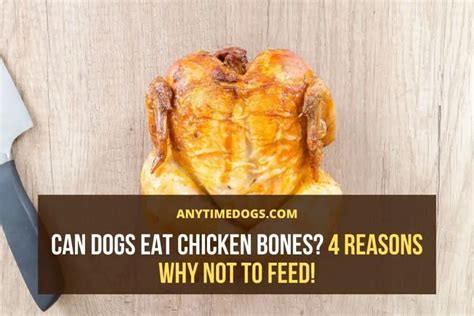 Can Dogs Eat Chicken Bones 4 Reasons Why Not To Feed Atd
