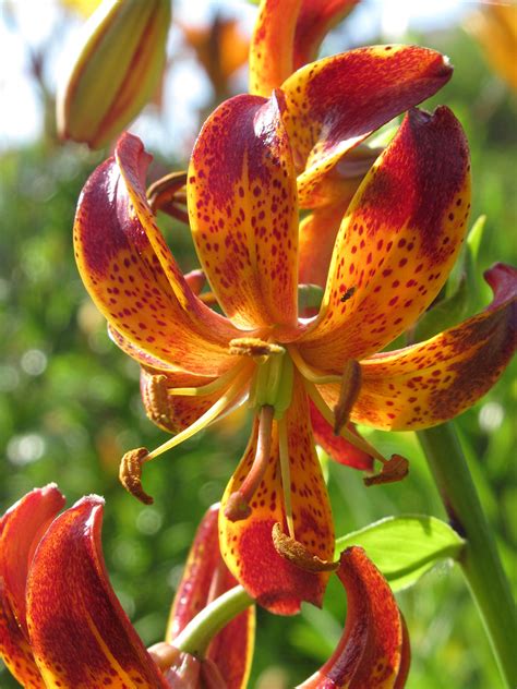 Lily 'Arabian Knight' | Lily Bulbs for Spring Planting | DutchGrown™ UK