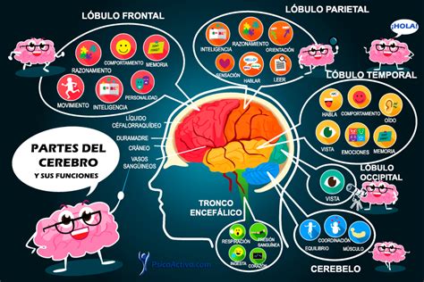 C Mo Funciona El Cerebro Como Funciona El Cerebro Cerebro El Cerebro