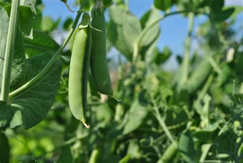 Growing Sugar Snap Peas Made Easy From Seed To Harvest Outdoor