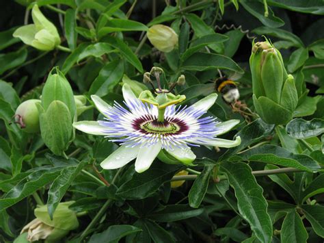 Free Images Summer Botany Garden Flora Wildflower Close Up