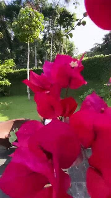 Conjunto Lingerie Calcinha e Sutiã Sexy De Renda Bicolor Gigi Shopee Brasil