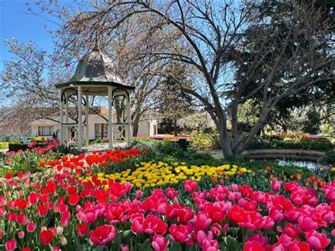 tulip time   bowral tulip festival  west mums