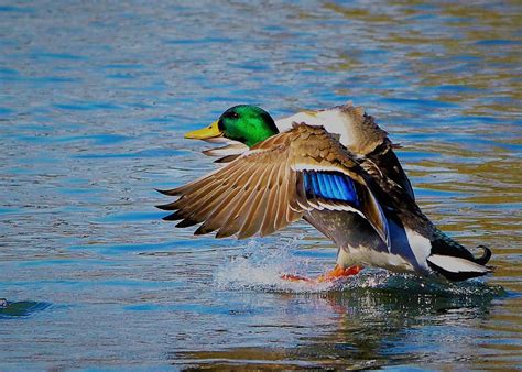 Reconnecting With The Common A Celebration Of Mallards