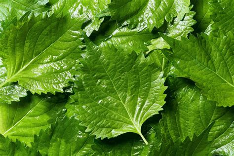 Perilla Oil : Berjé Inc