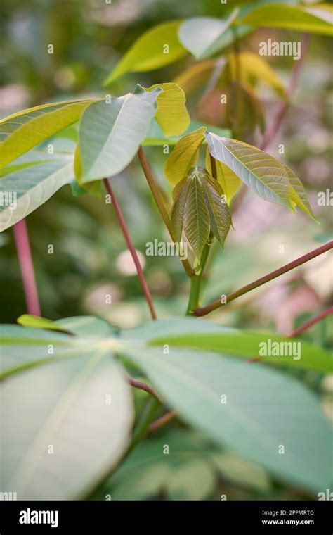 El Primer Plano De Las Nuevas Hojas Crecen En La Planta De Yuca O