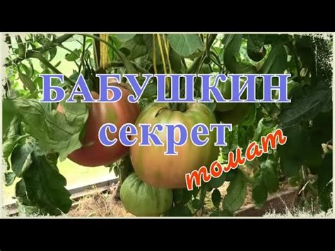 Томат Бабушкин Секрет Описание Сорта Фото – Telegraph