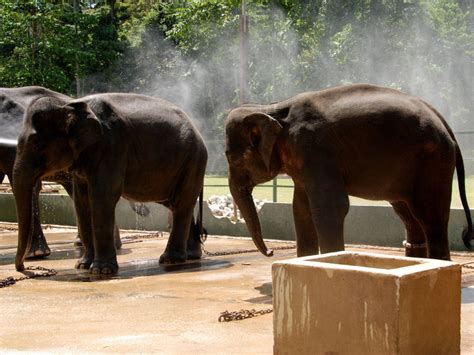 Elephant Sanctuary Kuala Lumpur