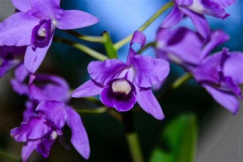 gambar menanam ungu daun bunga berkembang bunga botani flora
