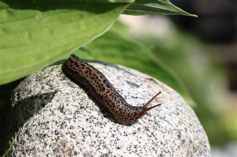 How Long Do Slugs Live - Slug Lifespan Essential Facts