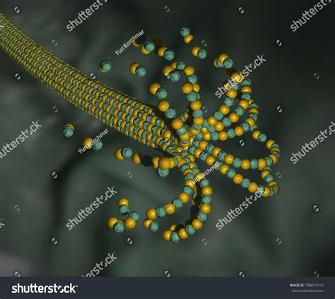 Cytology 3d Illustration Shrinking Microtubule Cell Stock Illustration 708074113 Shutterstock