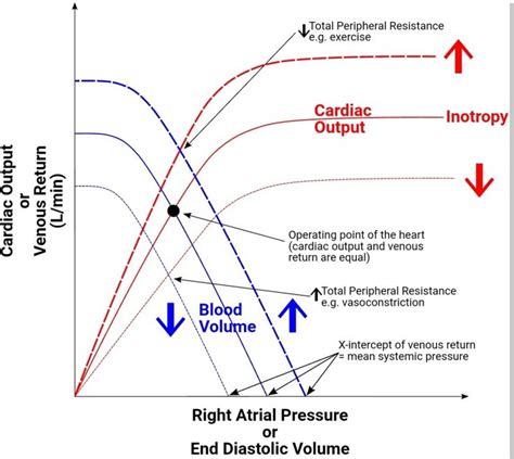 Physiology Frank Starling Law