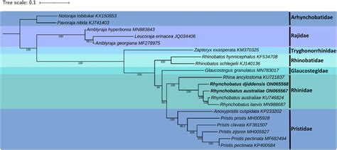 Maximum Likelihood Phylogeny Of Five Families From The Order Download Scientific Diagram