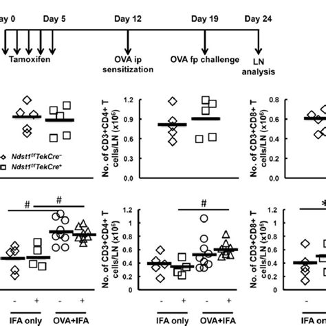 Markers For Lymphatic Lec And Blood Vascular Endothelial Bec Cells