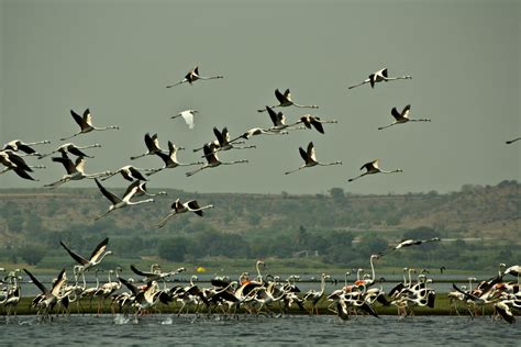 flamingo, Migration, Flock, Flight, Fly, Wings, Lakes, Nature ...