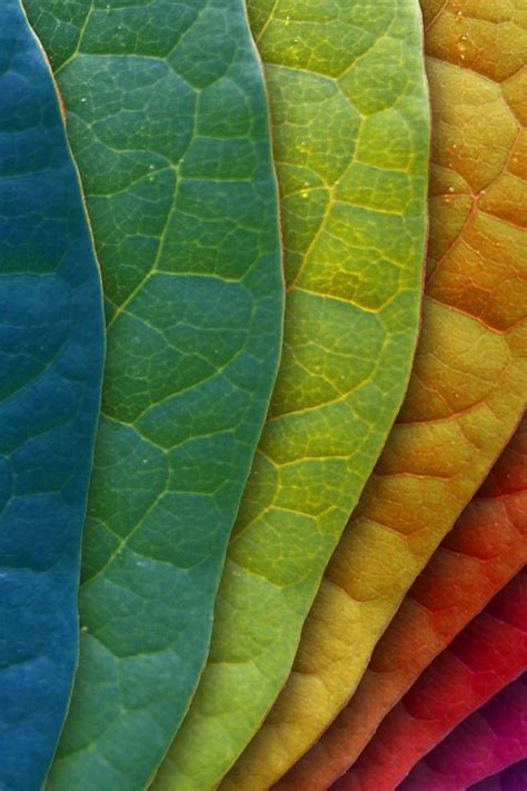 colorful-leaves-wallpaper | Colorful leaves, Color splash, World of color