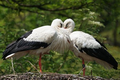 stork white stork images pixabay