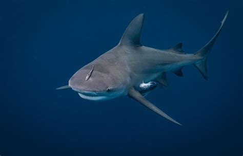 Bull sharks: fact from fiction - Australian Geographic