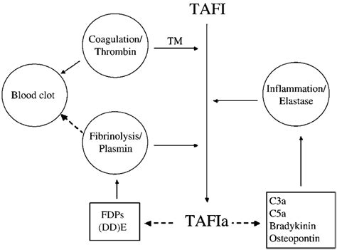 Diagram Of TAFI Activators And TAFIa Substrates TAFI Can Be Activated