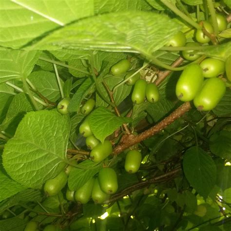 Актинидия коломикта доктор Шимановский (70 фото) - фото - картинки и ...