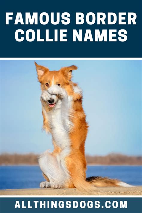 Famous Border Collie Names | Border collie names, Girl dog names, Border collie