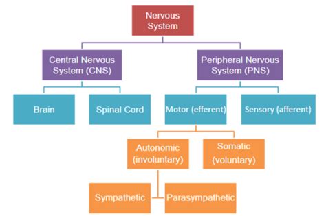 Chapter Nervous System Flashcards Quizlet