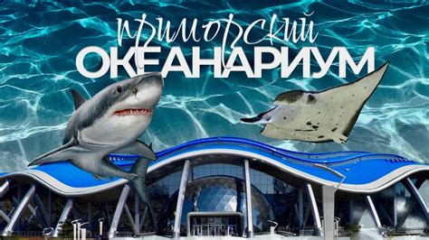 Приморский Океанариум самый большой в России! - YouTube
