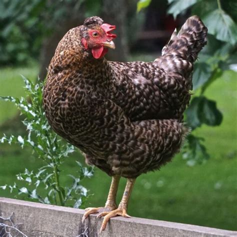 Turken Naked Neck Chicken Breed Info Where To Buy Chicken Chicks Info