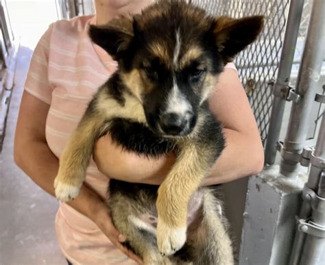 Adoptable Animals