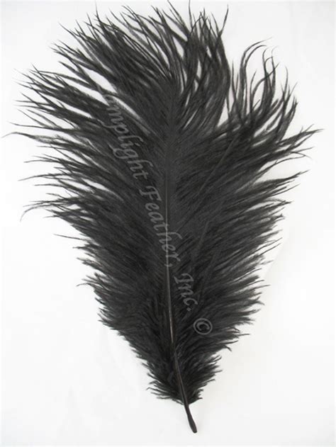 Black Ostrich Feathers 12-16 inch long per each