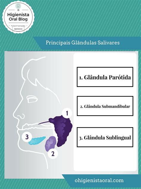 Salivary Gland O Higienista Oral Blog