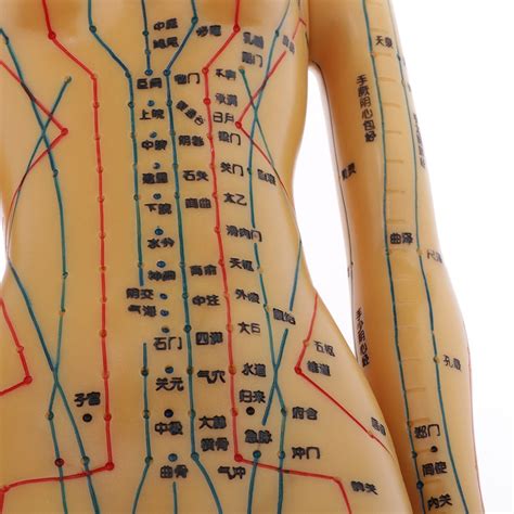 Modelo De Acupuntura Y Meridiano Del Cuerpo Humano Meses Sin Intereses