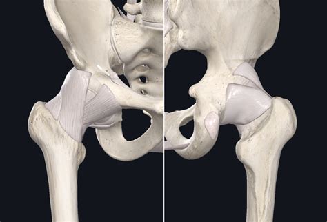 Hip joint ligaments Diagram | Quizlet