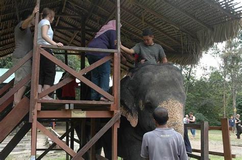 National Elephant Conservation Centre Kuala Gandah