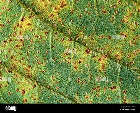 Asian Soybean Rust Phakopsora Pachyrizi Pustules On The Under Surface