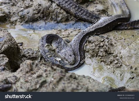 Carcass Dead King Cobra Rotting Stock Photo 2228880923 | Shutterstock